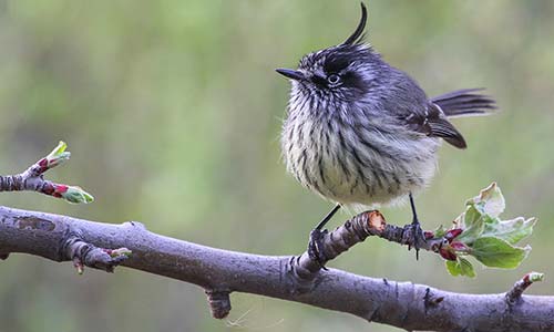 Cachucito pico negro (Anairetes parulus)