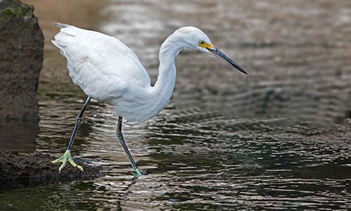 Garcita blanca (Egretta thula)