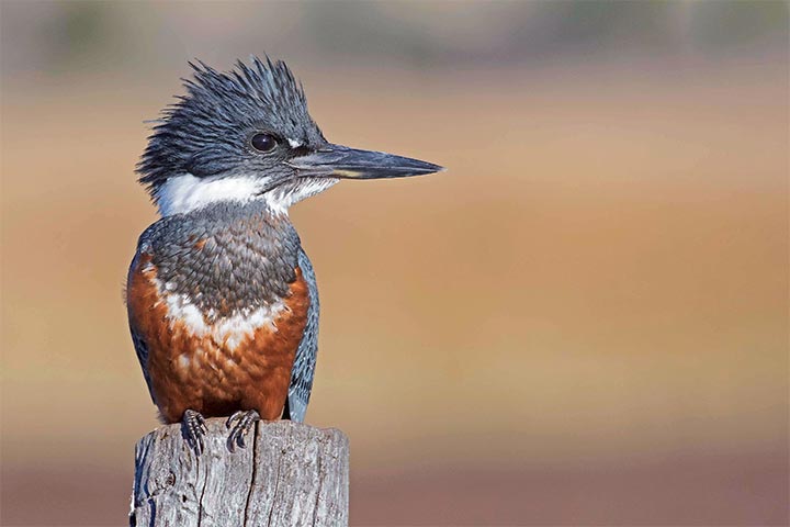 Martín Pescador Grande (Megaceryle torquata)