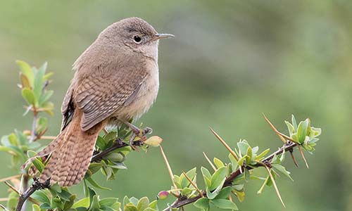 Ratona común (Troglodytes aedon)