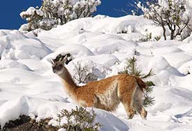 Guanaco