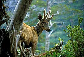 Huemul