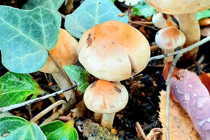 Pie Largo (Cortinariaceae, Agaricales - Cortinarius xiphidipus)